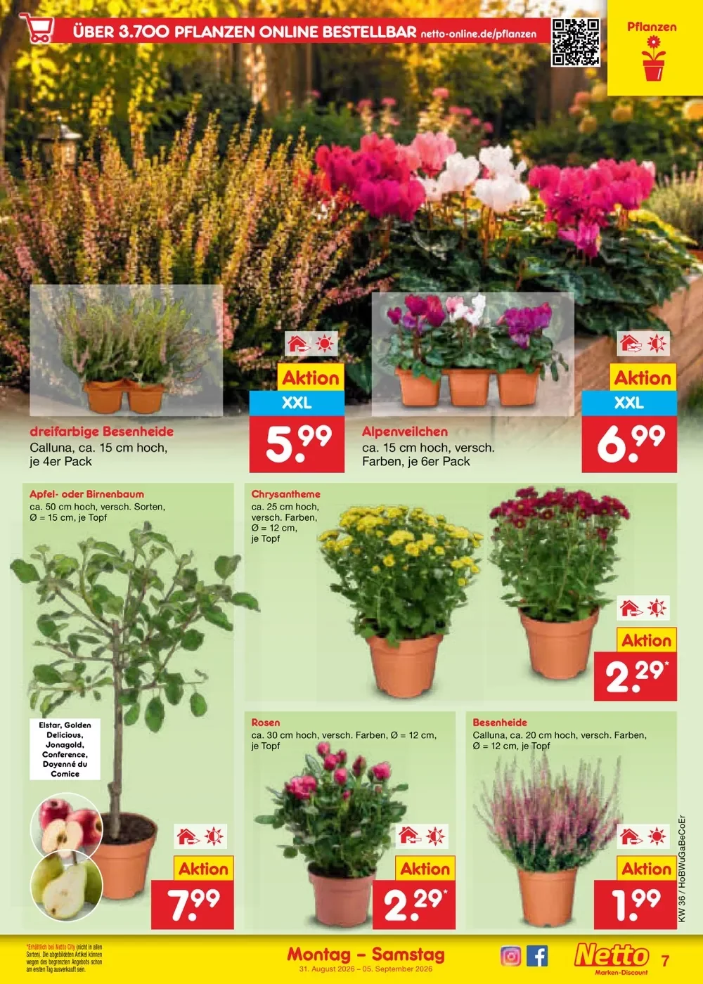 netto marken prospekt august 31 september 5 9